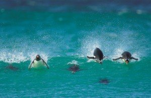 calatoria-pinguinilor-in-grup-pinguini-inteligenti
