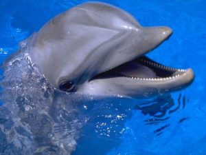 delfinii-anticipeza-viitorul
