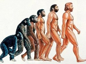 evolutia-omului-istoria-evolutiei-umane2