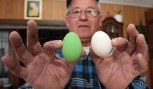 gaina-din-croatia-care-face-oua-verzi-de-paste