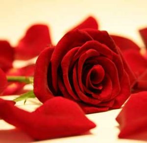 istoria-trandafirului-e28093-totul-despre-floarea-dragostei-legende-si-simboluri-ale-trandafirilor