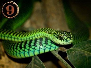 Boomslang Snake