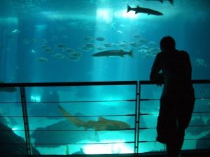 afla-ce-nu-stii-despre-pesti-apa