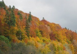 peisaj-de-toamna8