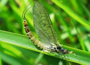 viata-de-zi-cu-zi-e-drama1