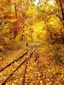 a-cazut-o-frunza-n-calea-ta-versuri-muzica-frumoasa