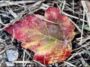 constantin-draghici-a-cazut-o-frunza-n-calea-ta-videoclip-muzica-frumoasa