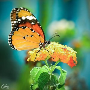 statusuri-frumoase-2010-statusuri-noi-de-mess statusuri-frumoase-2010-statusuri-noi-de-mess