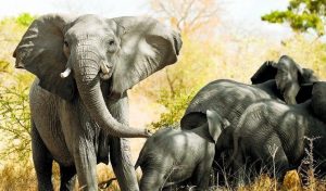 elefantii-si-albinele