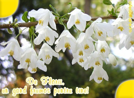 Mesaje, sms, urari si felicitari de Florii